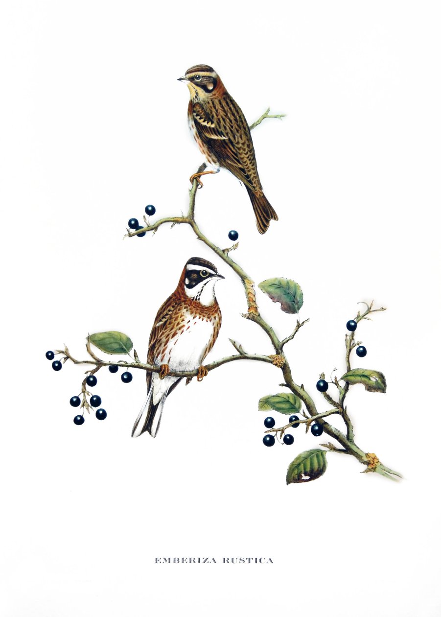 Bruant rustique, oiseaux d