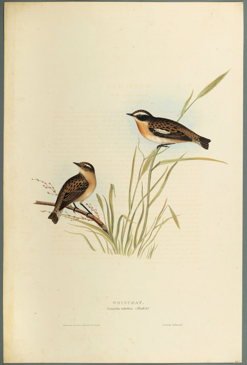 Saxicola Rubetra - Tarier des prés - John Gould