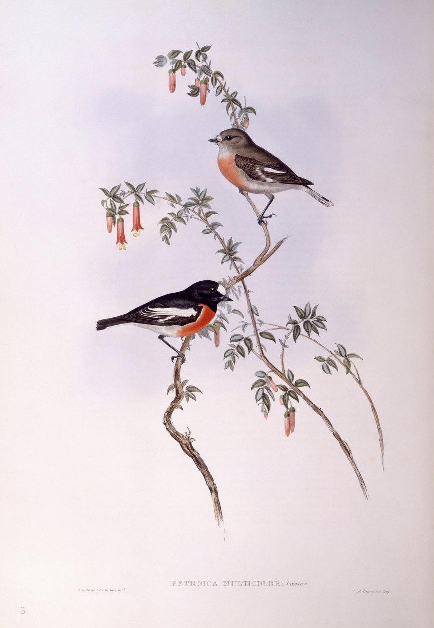 Rouge-gorge écarlate (Petroica multicolour), Gravure de John Gould - John Gould