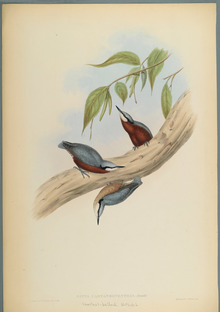 Sitta Castaneoventris, Sittelle à ventre roux - John Gould