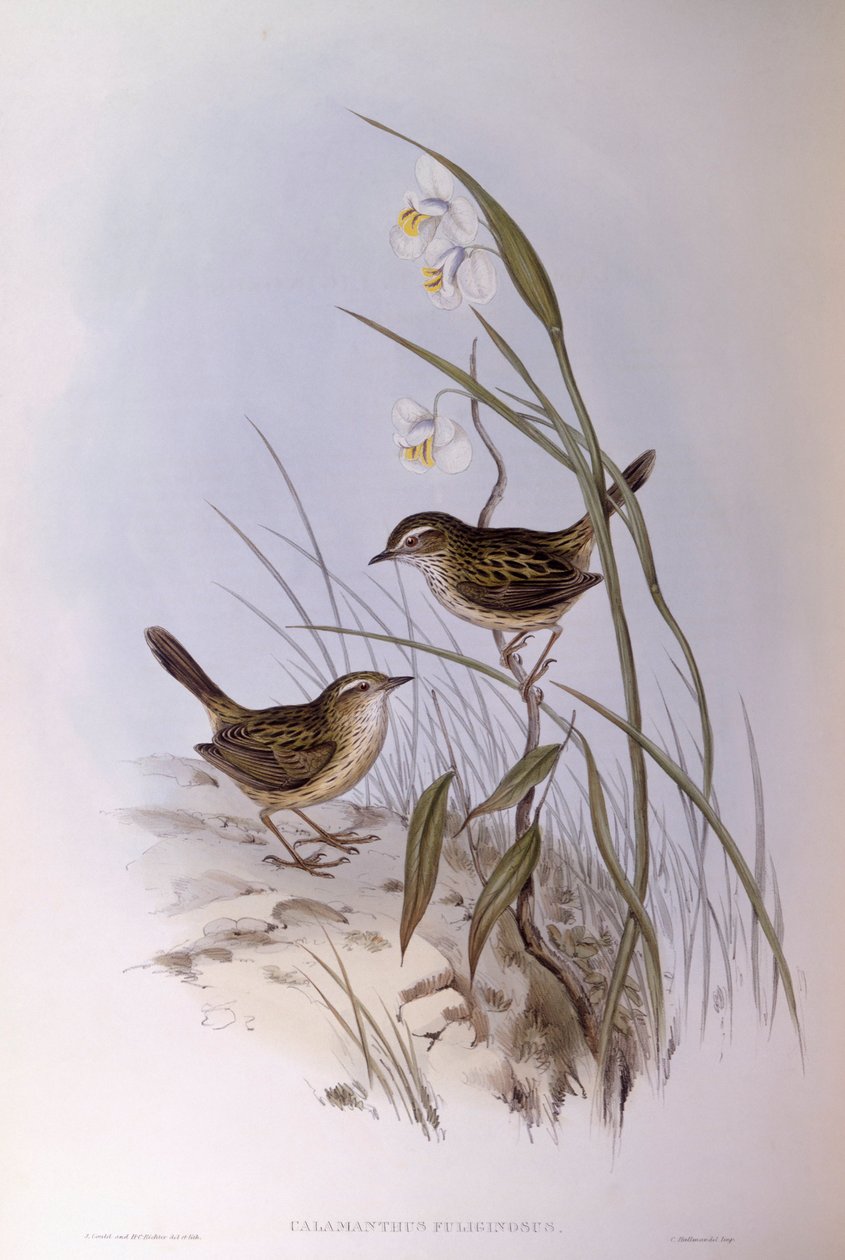 Calamanthus strié (Calamanthus fuliginosus), Gravure de John Gould - John Gould