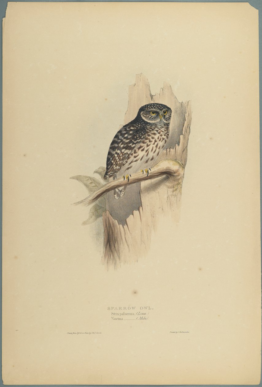 Strix Pafsernia - Noctua - John Gould