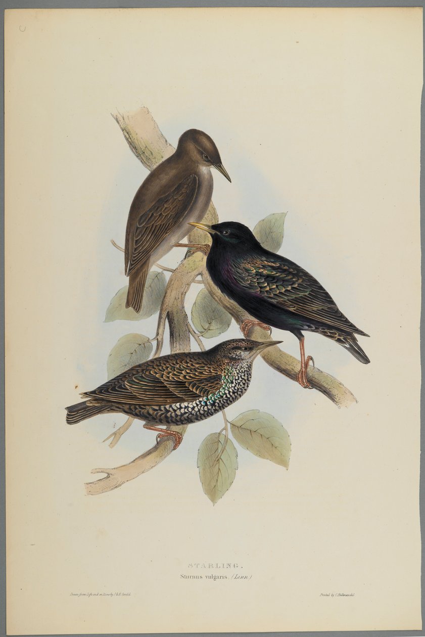 Sturnus Vulgaris - Étourneau sansonnet - John Gould