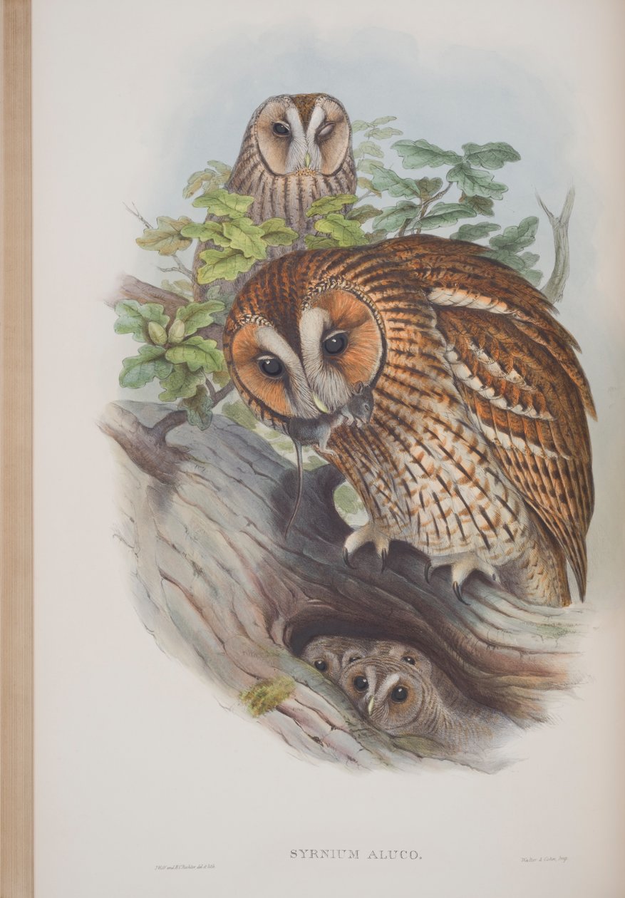Syrnium Aluco, planche tirée de Les Oiseaux de Grande-Bretagne par John Gould, publié 1862-73 - John Gould