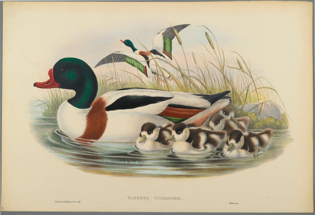Tadorna Vulpanser : Tadorne de Belon - John Gould