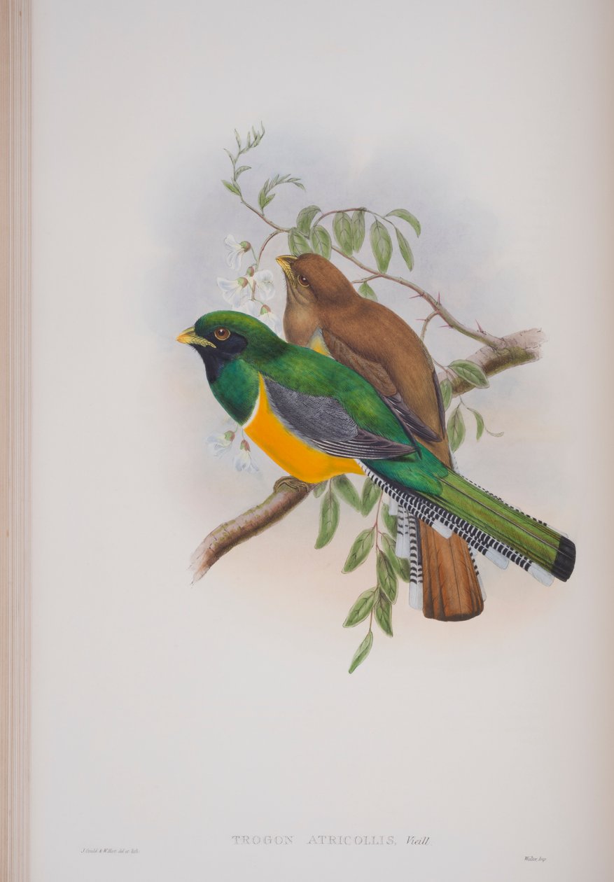 Trogon Atricollis, planche de The Birds of Great Britain de John Gould, publié 1862-73 - John Gould
