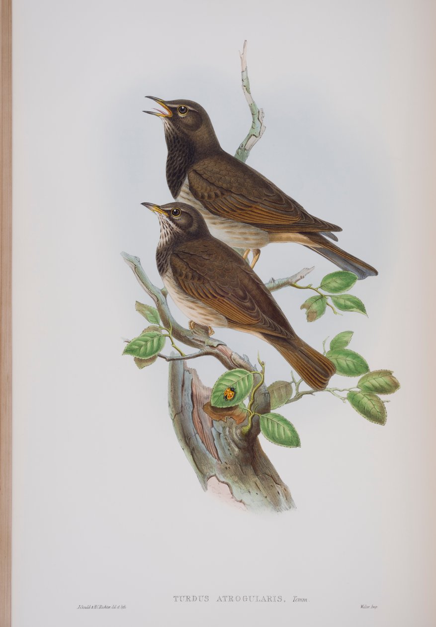 Turdis Atrogularis, planche de The Birds of Great Britain de John Gould, publié 1862-73 - John Gould