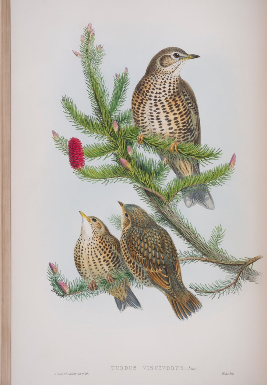 Turdus Viscivorus, planche de The Birds of Great Britain de John Gould, publié 1862-73 - John Gould