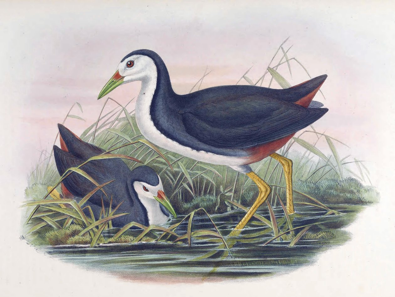 Râle à poitrine blanche Amaurornis phoenicurus (Pennant) - John Gould