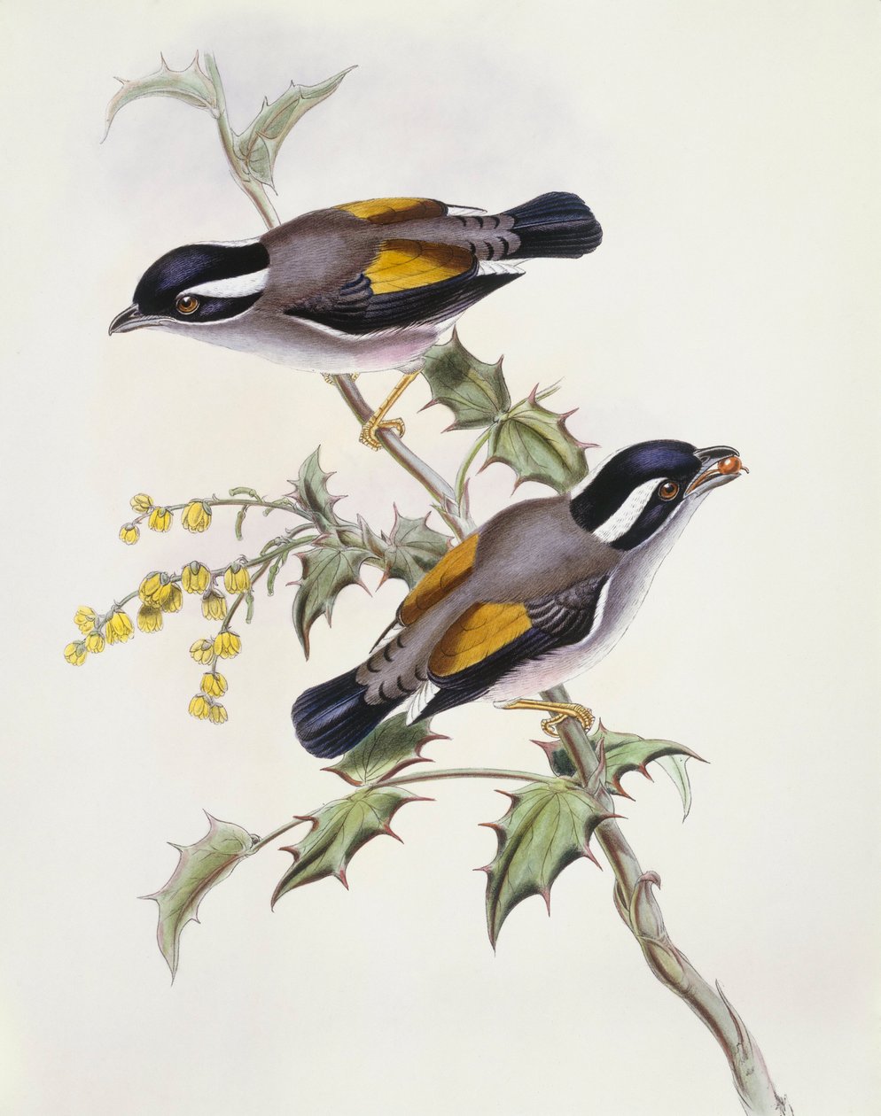 Timalie à sourcils blancs (Pteruthius flaviscapis), gravure par John Gould - John Gould