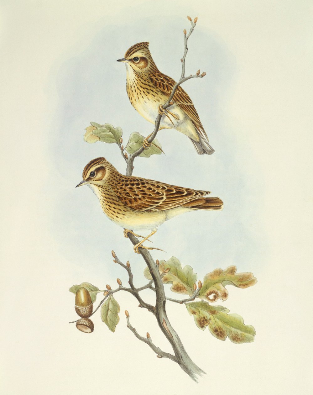Alouette lulu (Lullula arborea), gravure de John Gould - John Gould