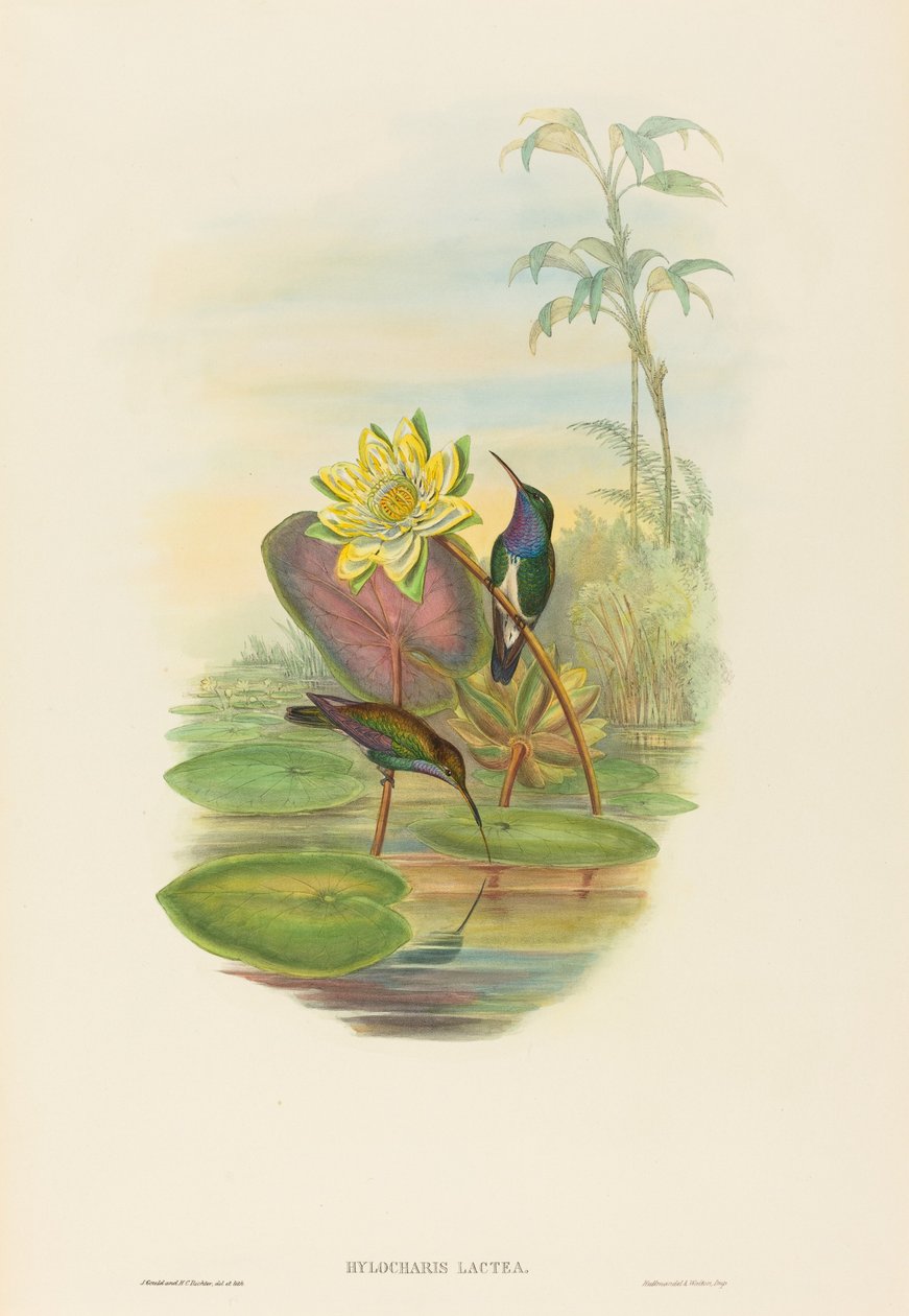 Hylocharis lactea (Émeraude à poitrine saphir) - John Gould and H.C. Richter