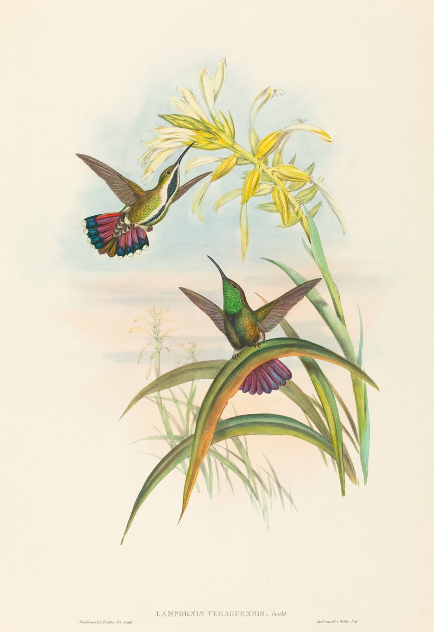Lampornis veraguensis (Mango de Veragua) - John Gould and H.C. Richter