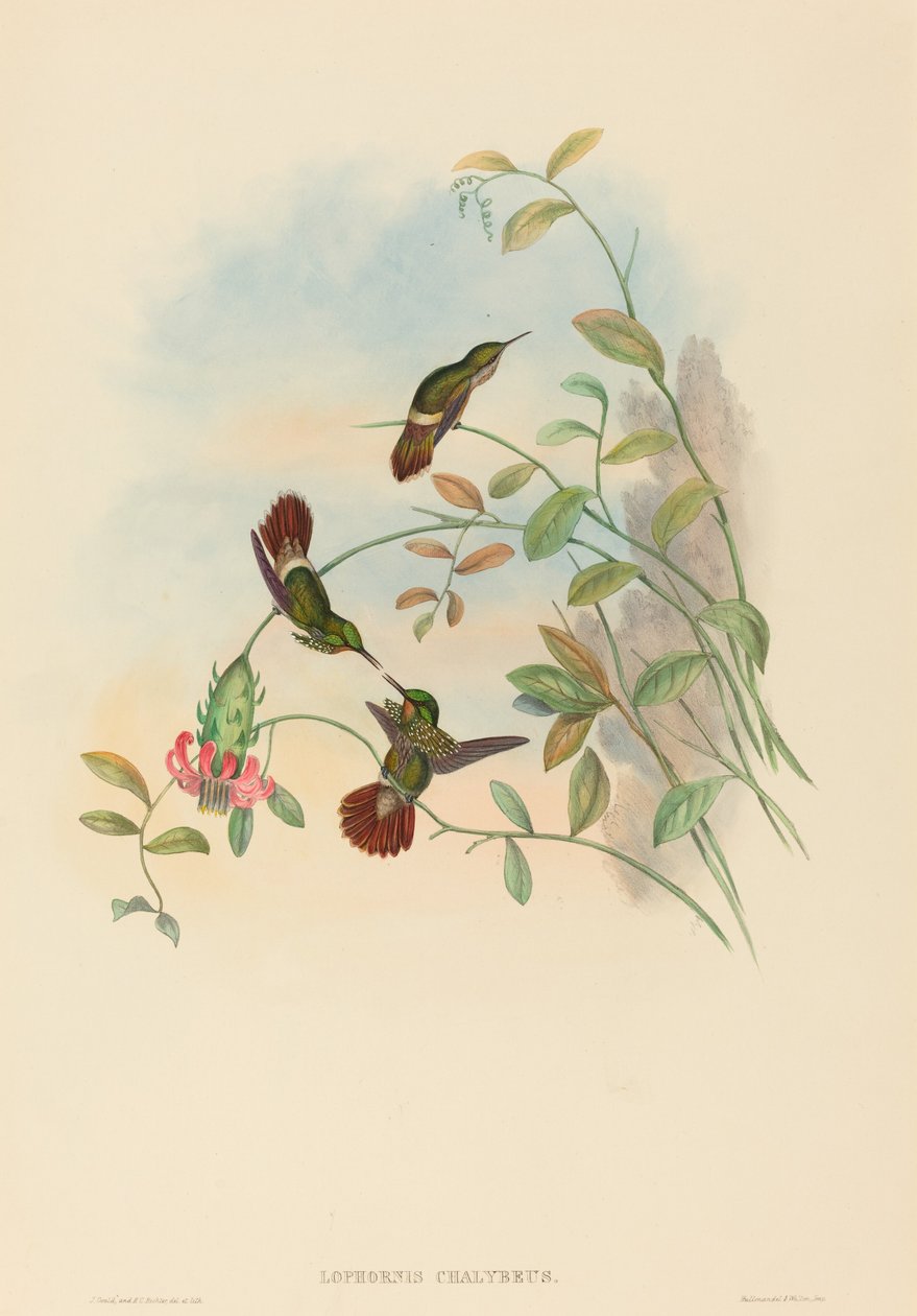 Lophornis chalybeus - John Gould and H.C. Richter