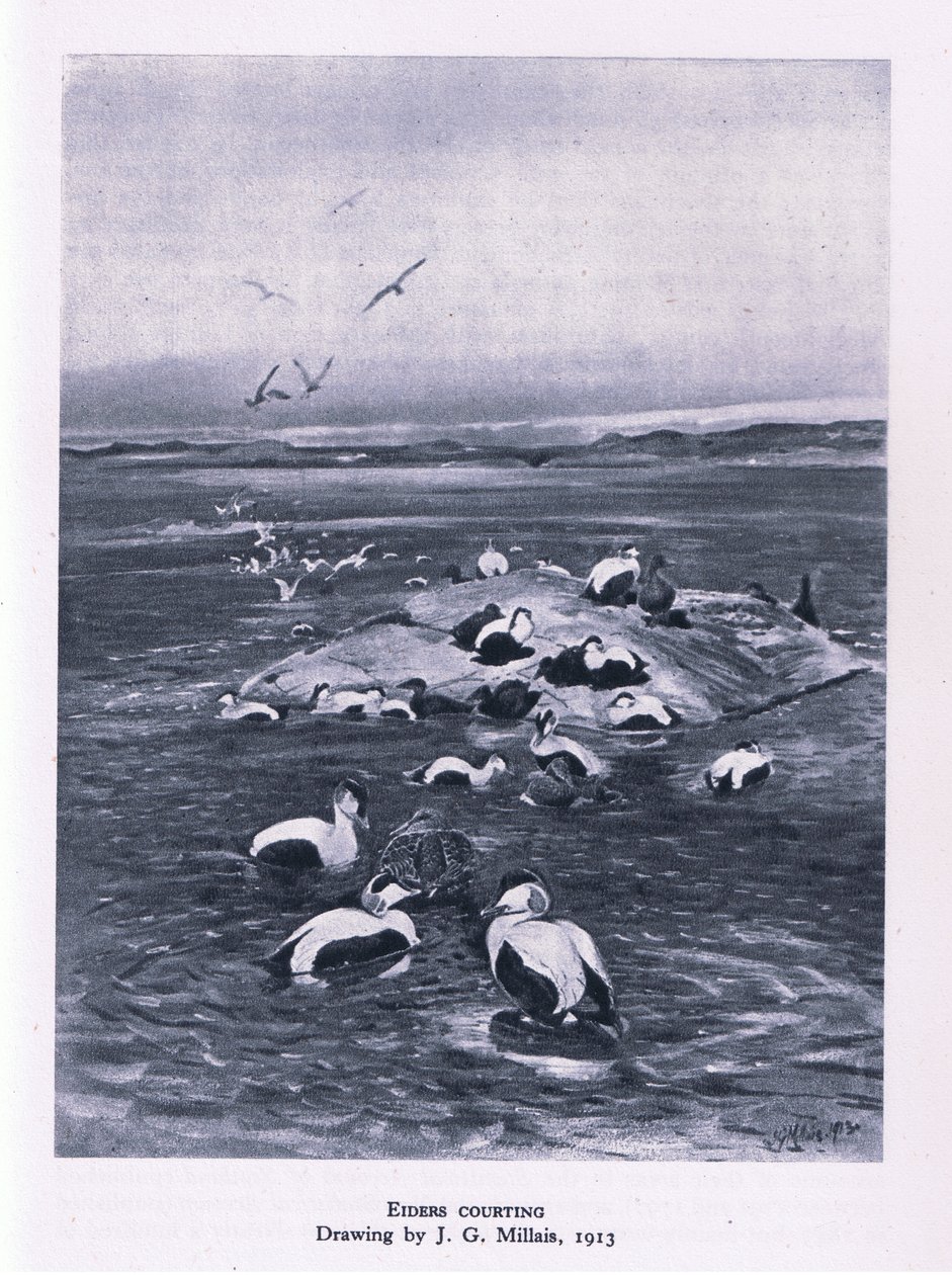 Eiders en parade nuptiale, Nature en Grande-Bretagne publiée par Collins, 1946 - John Guille Millais