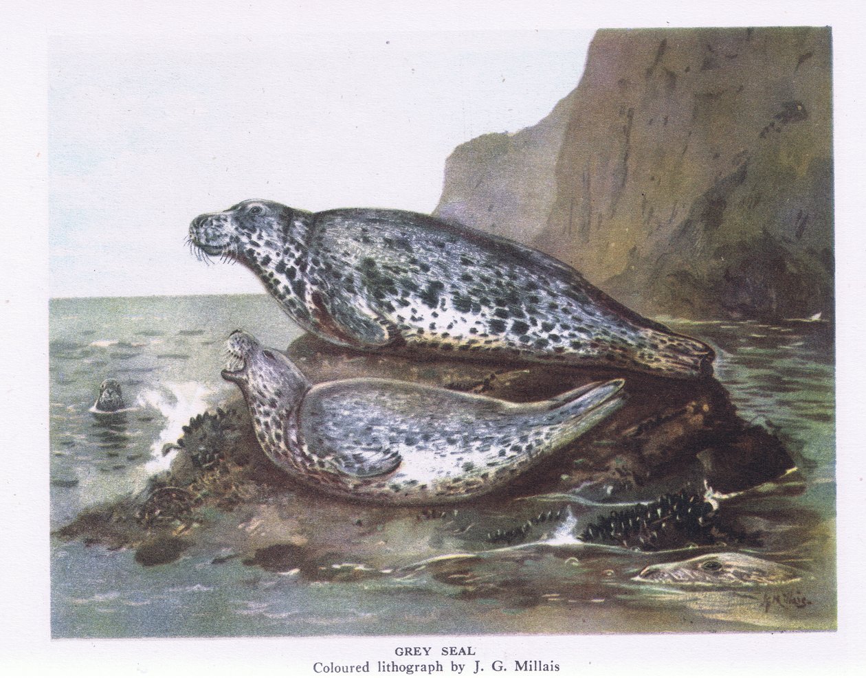 Phoques gris, Nature en Grande-Bretagne publiée par Collins, 1946 - John Guille Millais