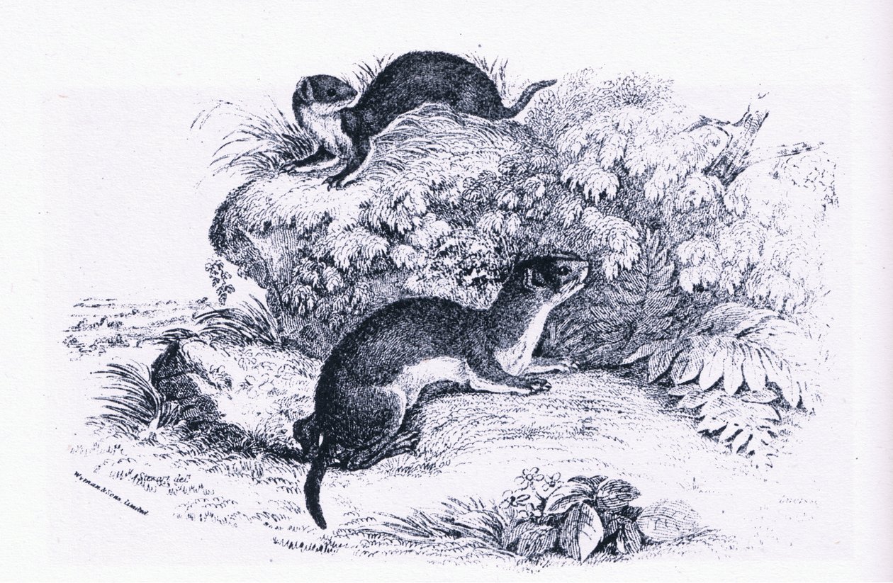 Études de blaireaux, Nature en Grande-Bretagne publiée par Collins - John Guille Millais