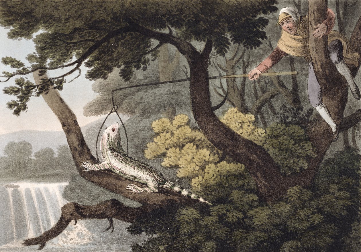 Chasseur de lézards mexicain, gravé par Matthew Dubourg (fl.1785-1820), publié par Edward Orme, 1813 - John Heaviside Clark