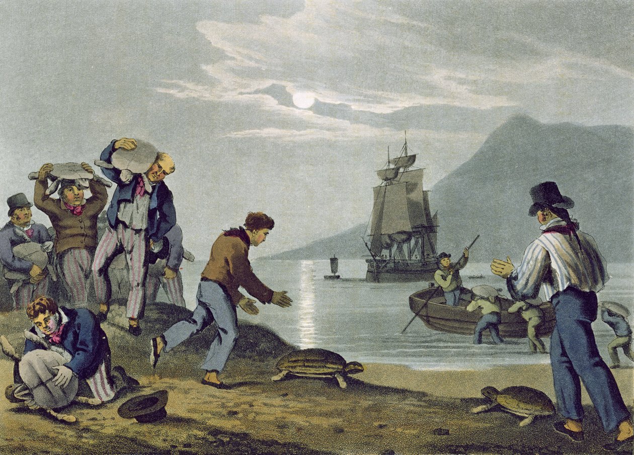 Capture de Tortues sur Terre, gravé par Matthew Dubourg, publié par Edward Orme, 1813 - John Heaviside Clark