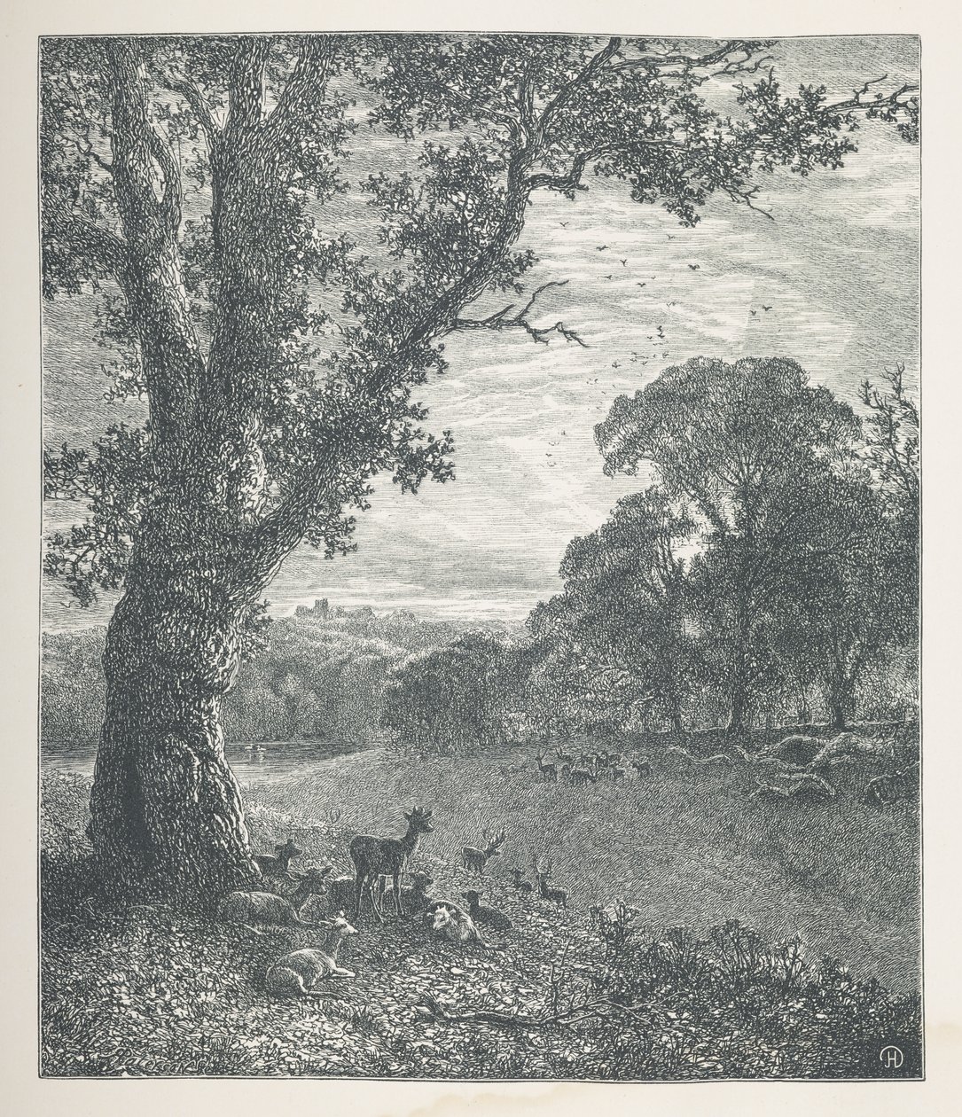 Cerfs autour d