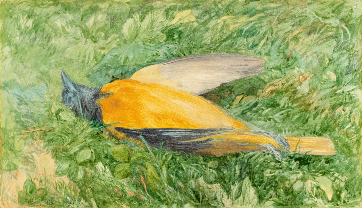 Oriole du Nord - John Henry Hill