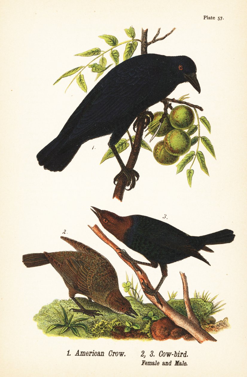 Corbeau d