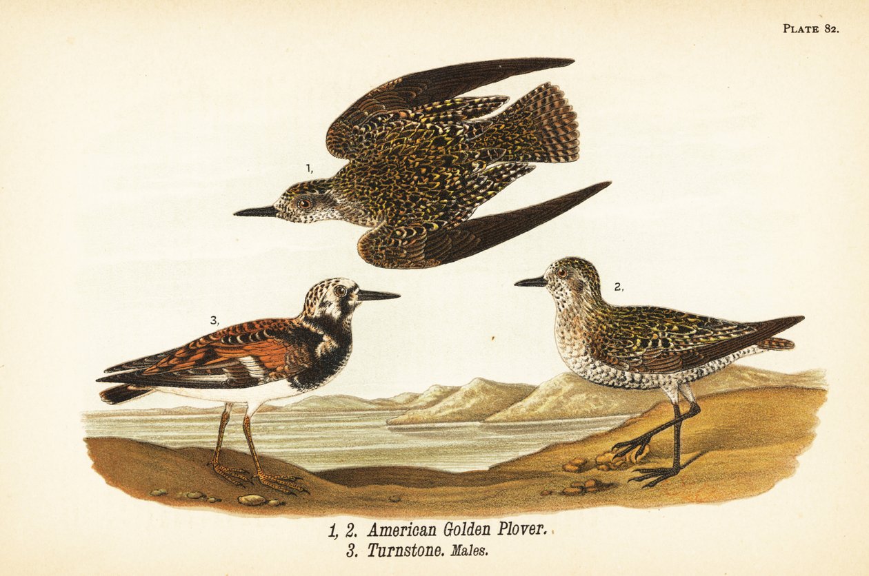 Pluvier doré américain, Pluvialis dominica 1,2, et tournepierre à collier, Arenaria interpres 3 - John James (after) Audubon