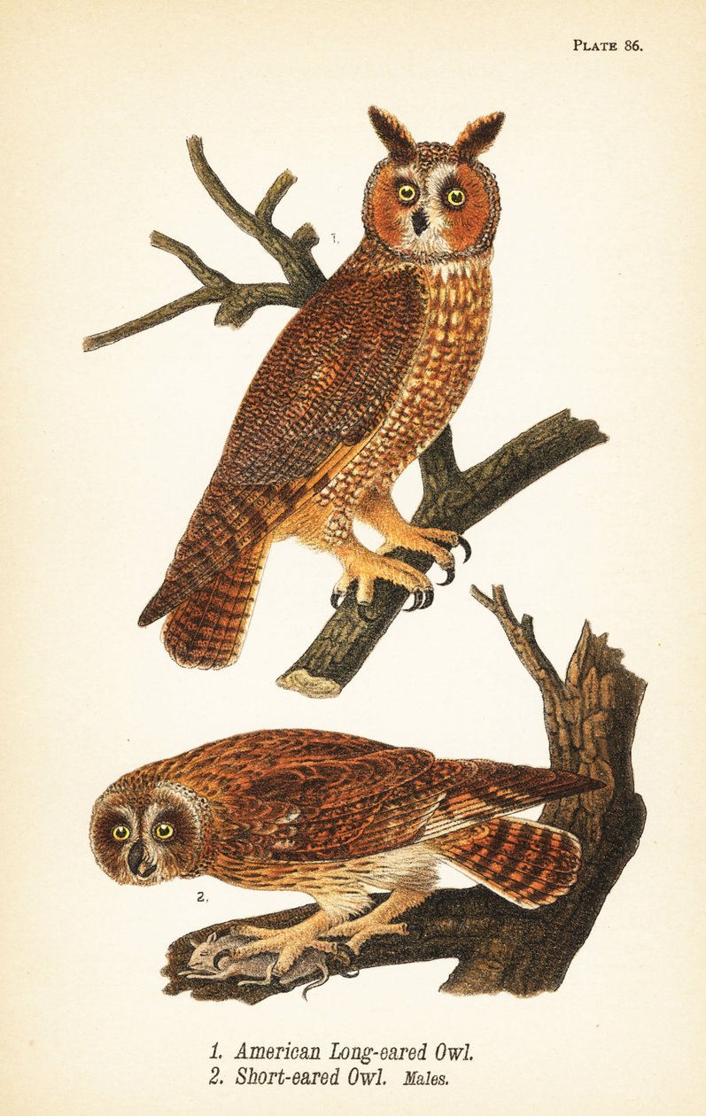 Hibou américain à longues oreilles, Asio otus 1, et hibou à courtes oreilles avec proie, Asio flammeus 2, mâles - John James (after) Audubon