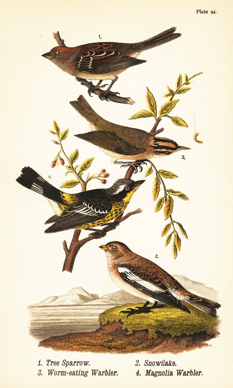 Bruant des arbres américain, Spizelloides arborea 1, bruant des neiges ou bruant des neiges, Plectrophenax nivalis 2, paruline mangeuse de vers, Helmitheros vermivorum 3, et paruline magnolia, Setophaga magnolia 4 - John James (after) Audubon