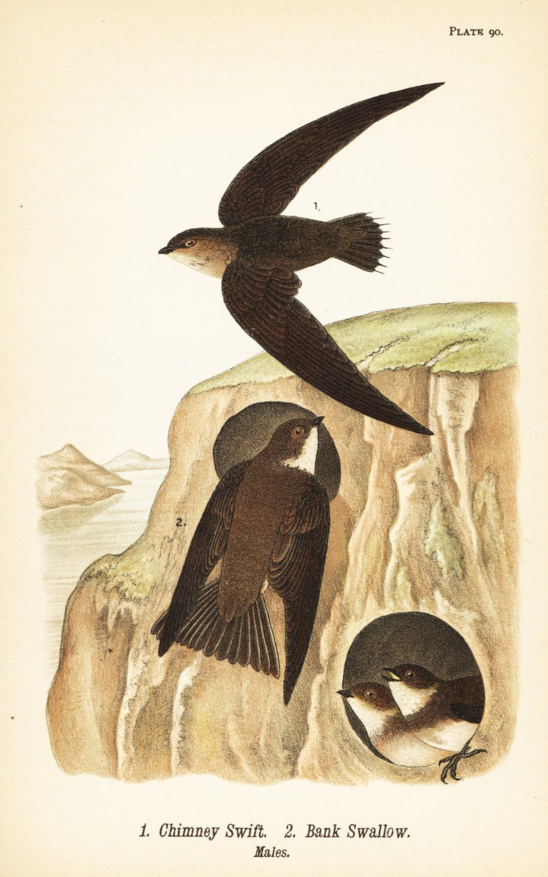Martinet ramoneur, Chaetura pelagica 1, Hirondelle de rivage, Riparia riparia 2, mâles - John James (after) Audubon