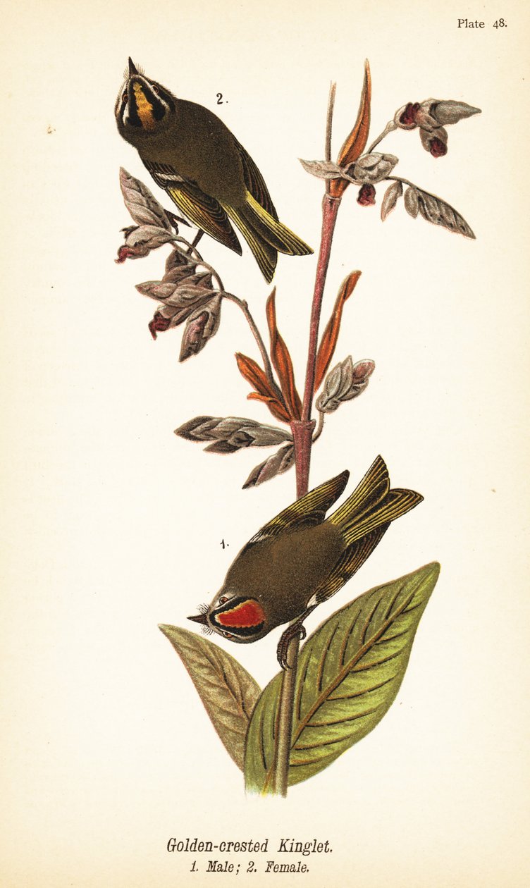 Roitelet à couronne dorée, Regulus satrapa - John James (after) Audubon