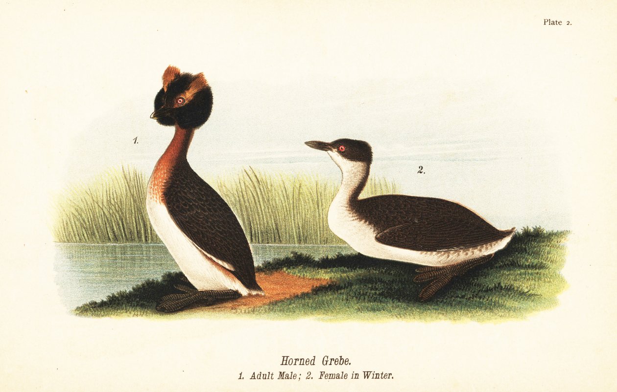 Grèbe esclavon, Podiceps auritus, mâle adulte 1, et femelle en plumage d