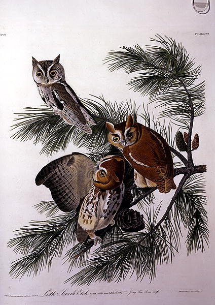 Petit Hibou Criard, de 