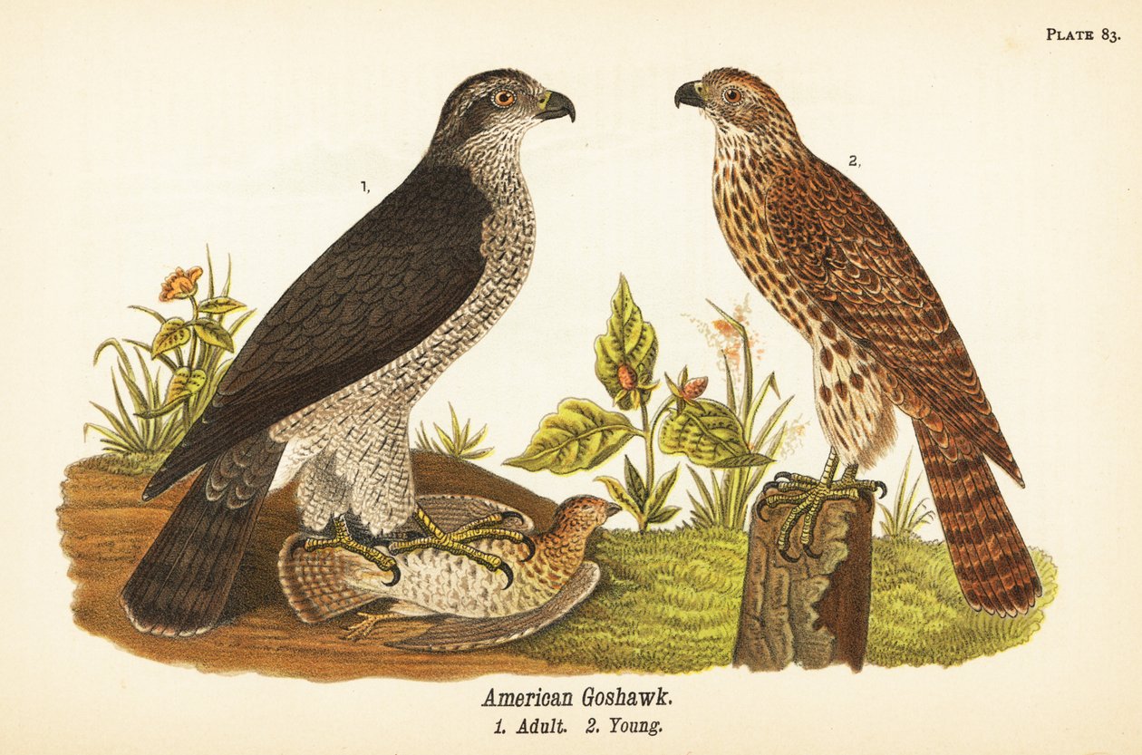 Autour des palombes, Accipiter gentilis, autour américain, adulte avec proie 1, jeune 2 - John James (after) Audubon