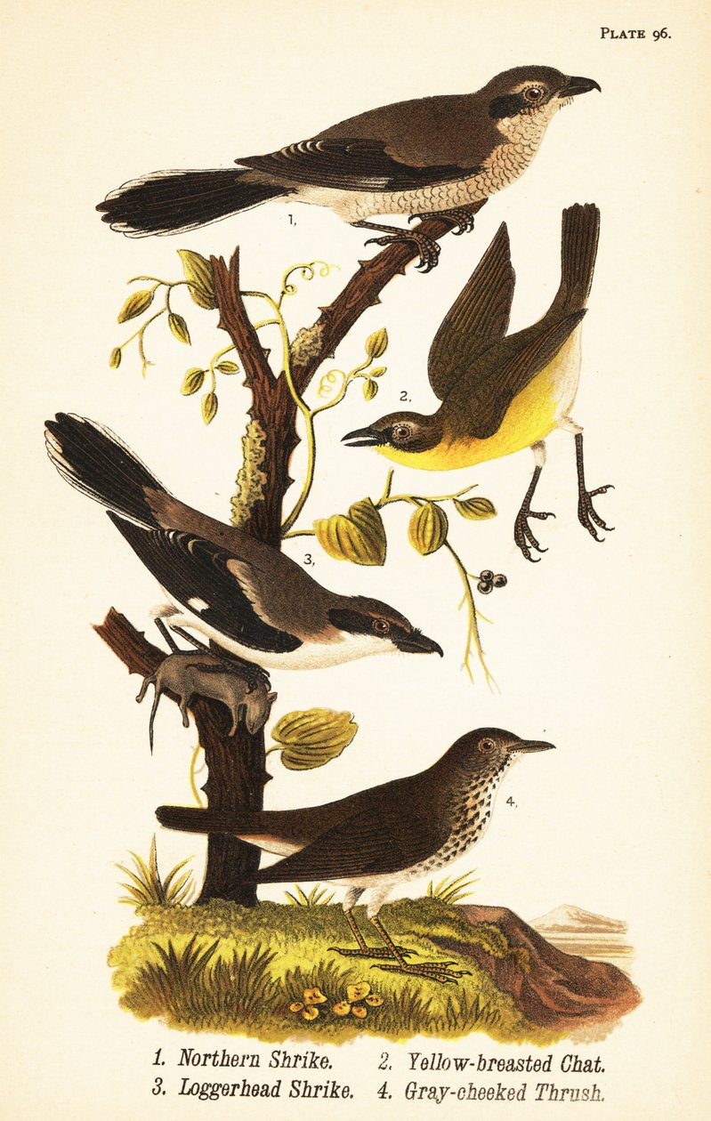 Pie-grièche boréale, Lanius borealis 1, ictérie polyglotte, Icteria virens 2, pie-grièche migratrice, Lanius ludovicianus - John James (after) Audubon