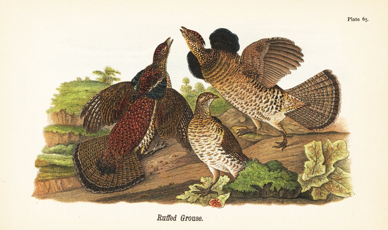 Gélinotte huppée, Bonasa umbellus - John James (after) Audubon
