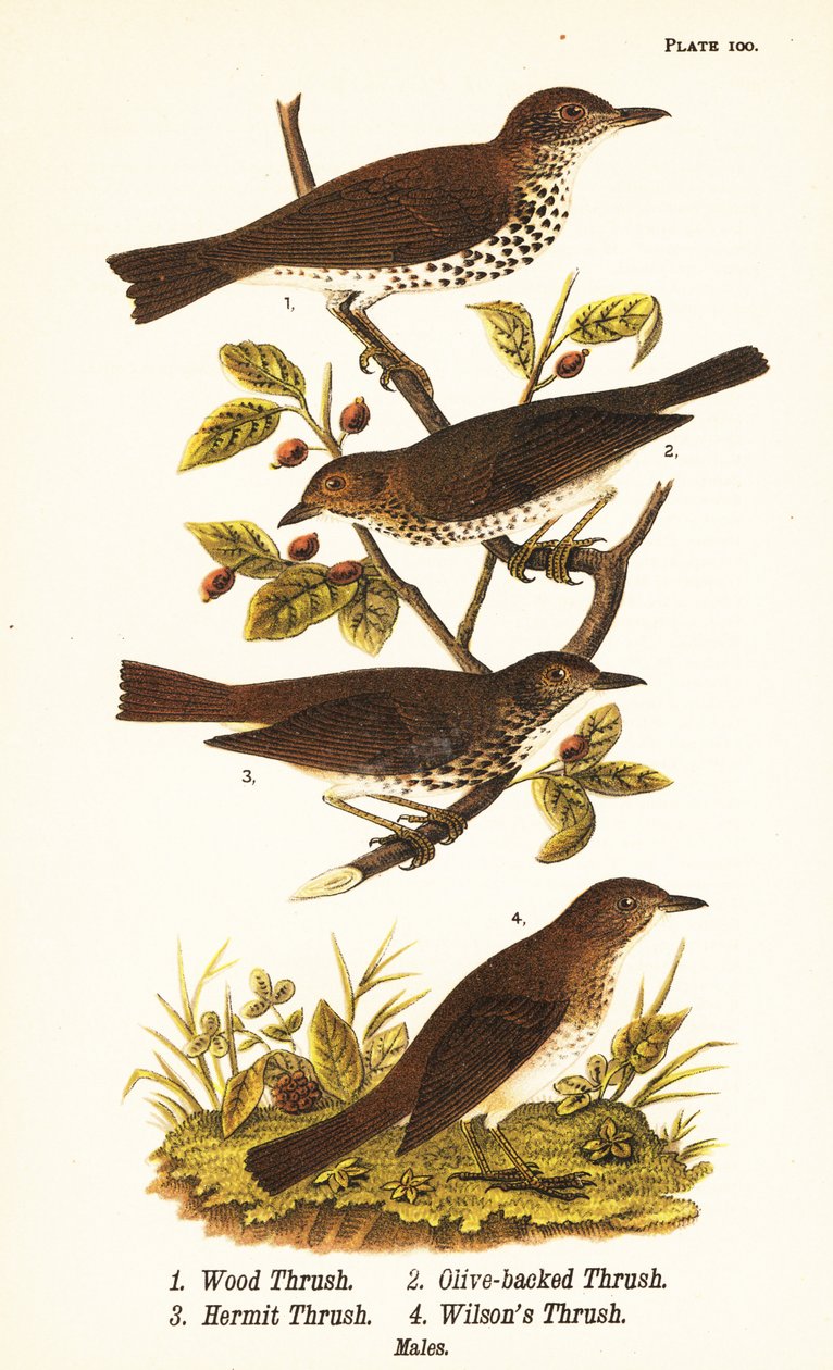 Grive des bois, Hylocichia mustelina 1, grive de Swainson, Catharus ustulatus 2, grive à dos olive ou grive ermite, Catharus guttatus 3, et grive fauve ou grive de Wilson, Catharus fuscescens 4 - John James (after) Audubon