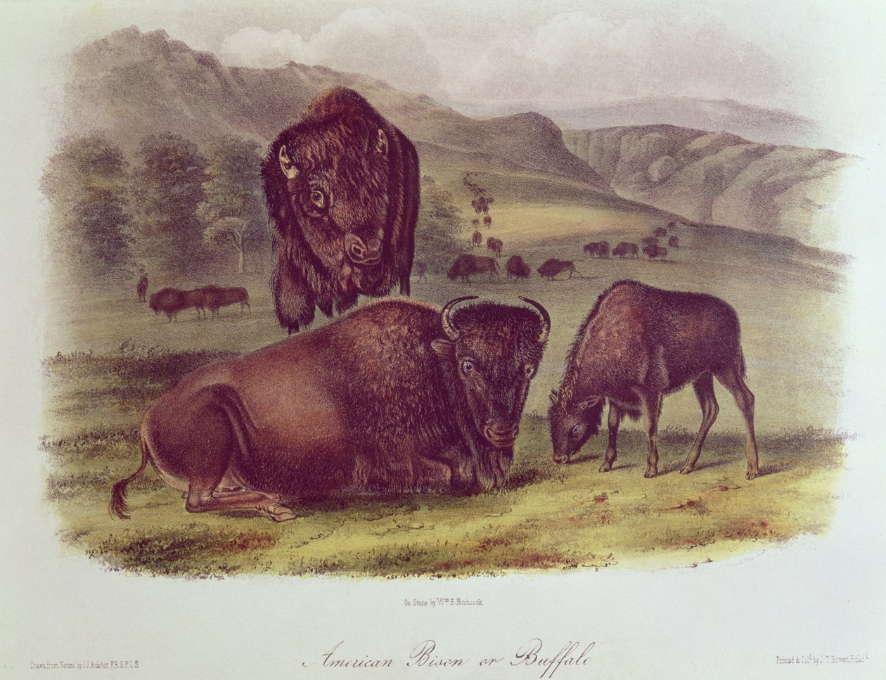 Bison américain ou buffle, de 