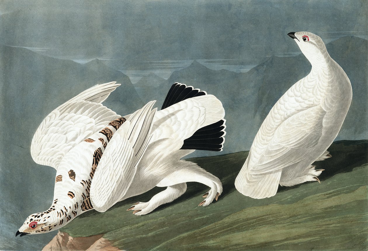 Lagopède d