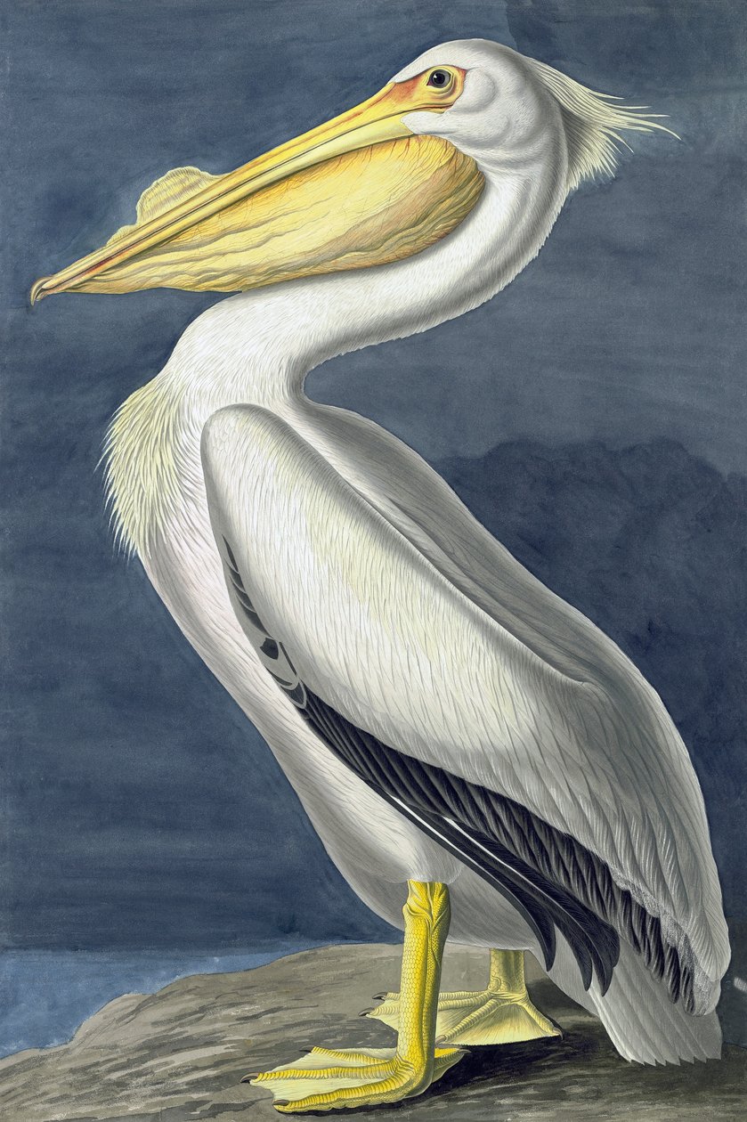 Pélican blanc d