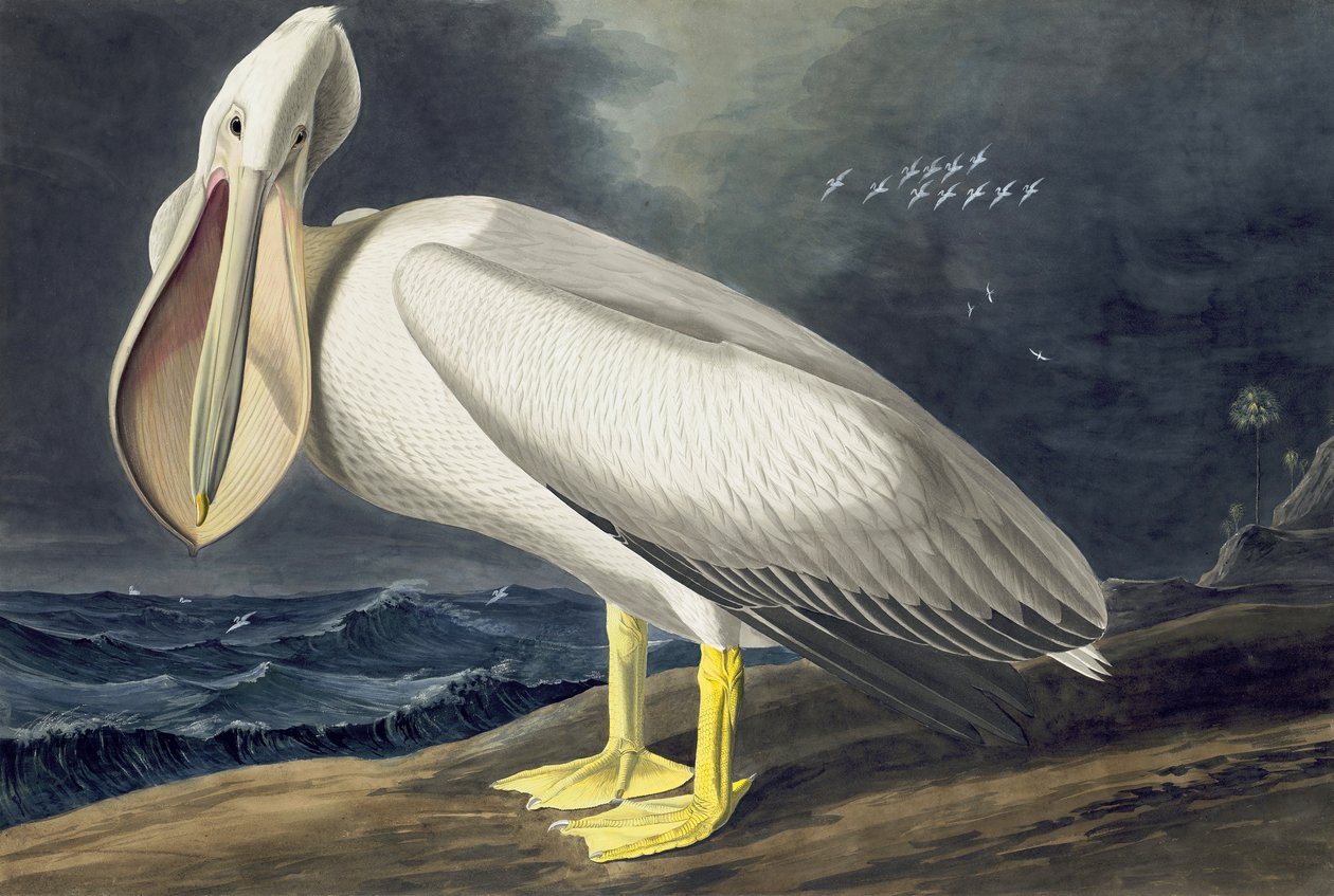 Pélican blanc d