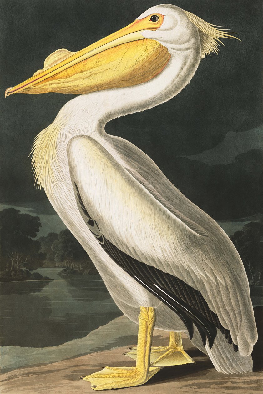 Pélican blanc d