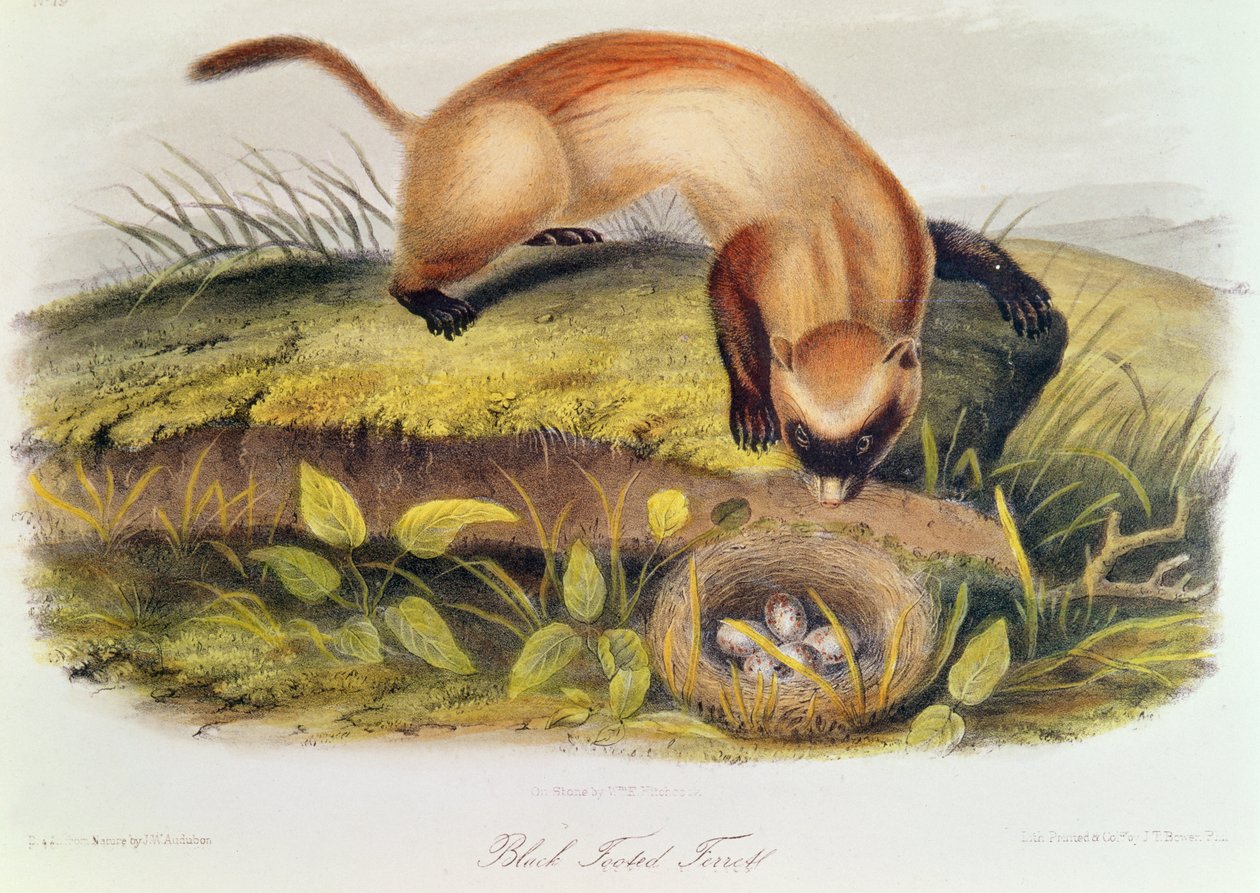 Furet à pieds noirs de 