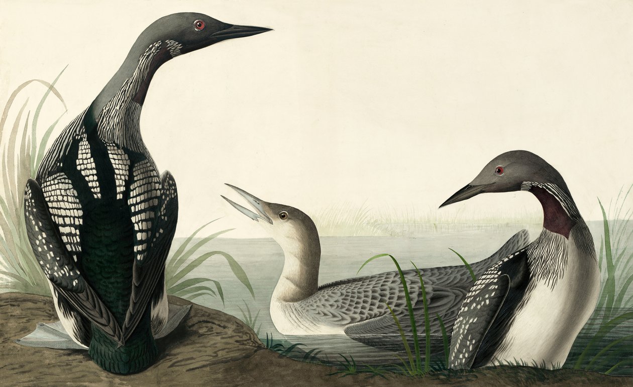 Plongeon arctique, Colymbus Arcticus, de "Les Oiseaux d
