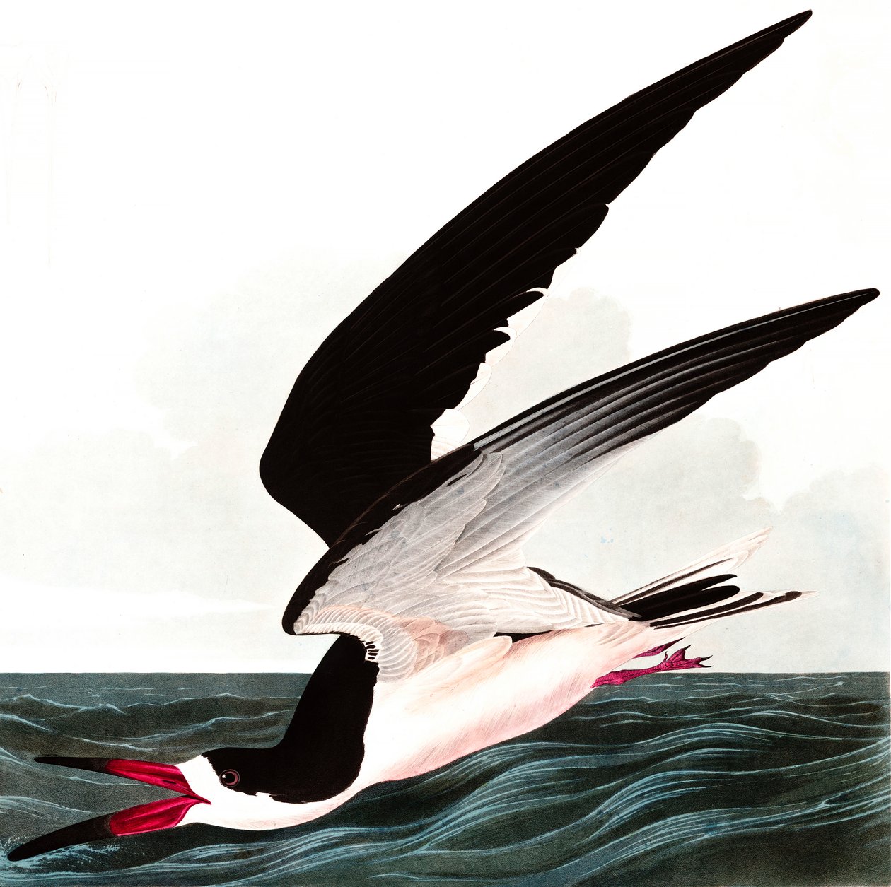 Skimmer noir ou Puffin, Rhincops Nigra, de "Les Oiseaux d