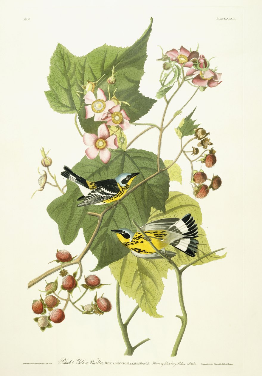 Paruline noire et jaune et framboisier en fleurs - John James Audubon
