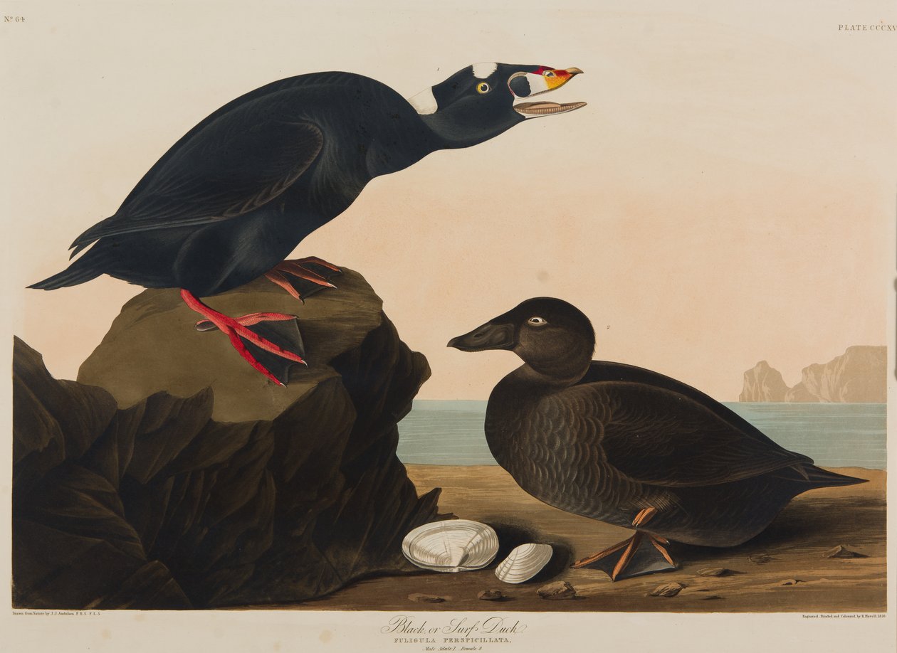 Canard noir ou canard de mer, 1836 - John James Audubon
