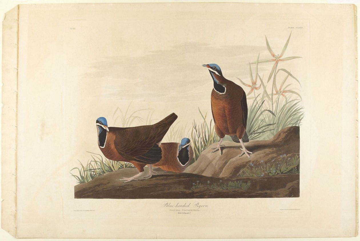 Pigeon à tête bleue - John James Audubon