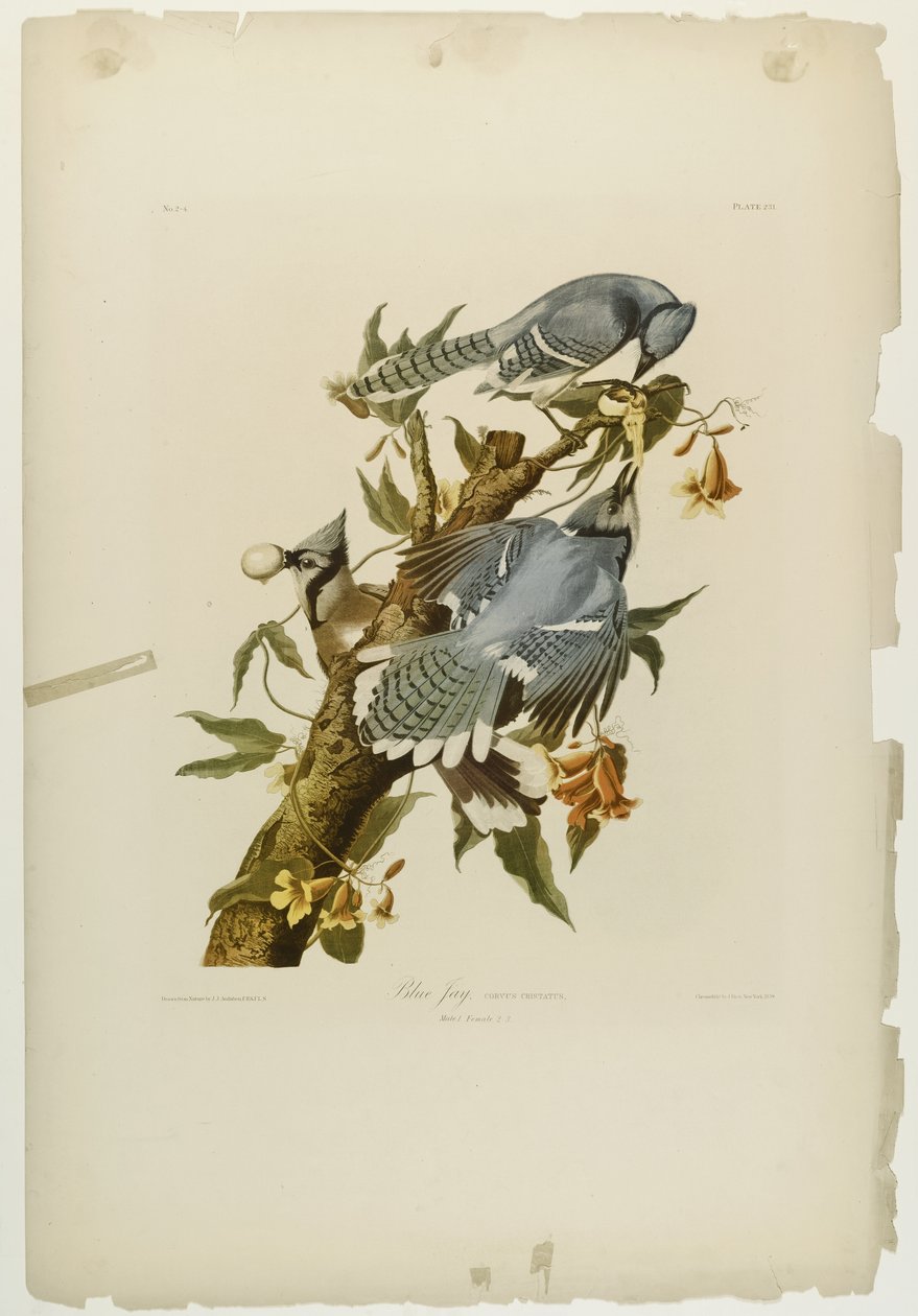 Geai bleu, imprimé par Julien Bien et publié par Roe Lockwood & Son, 1861 - John James Audubon