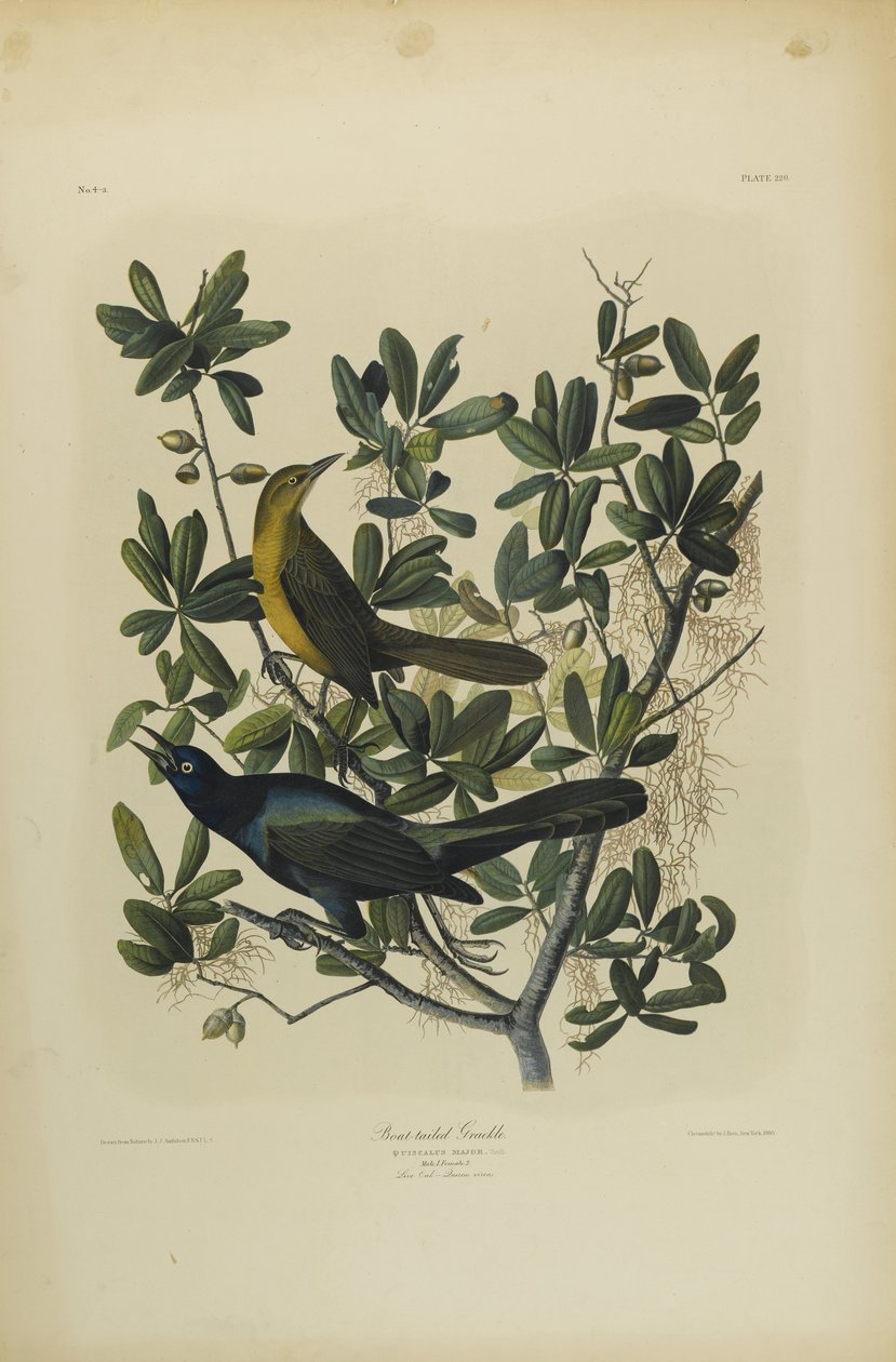 Quiscale à longue queue, imprimé par Julien Bien et publié par Roe Lockwood & Son, 1861 - John James Audubon